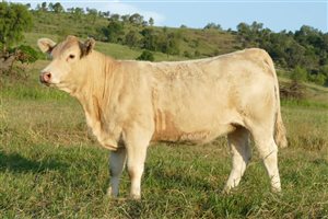 9  Charolais Heifers