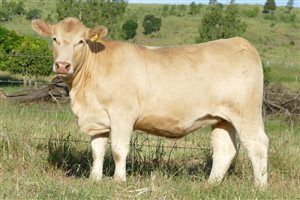 9  Charolais Heifers