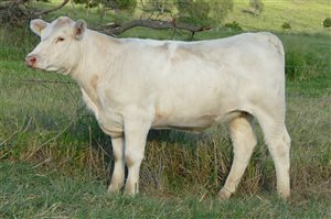 9  Charolais Heifers