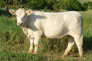 9  Charolais Heifers