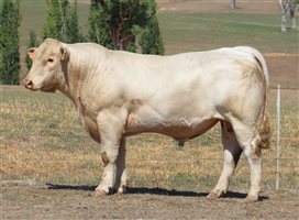 3 MSA  Charolais Bulls