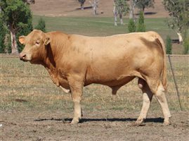 3 MSA  Charolais Bulls