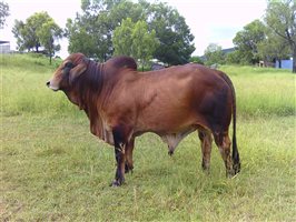 2  Brahman Bulls