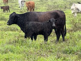 450  Brangus X Brahman Cows & Calves