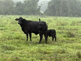 450  Brangus X Brahman Cows & Calves