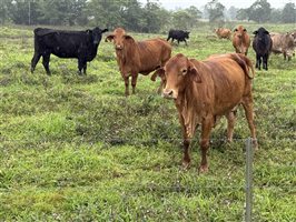 450  Brangus X Brahman Cows & Calves