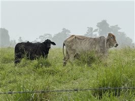 450  Brangus X Brahman Cows & Calves