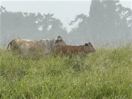 450  Brangus X Brahman Cows & Calves