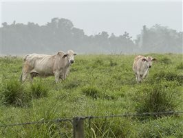 450  Brangus X Brahman Cows & Calves