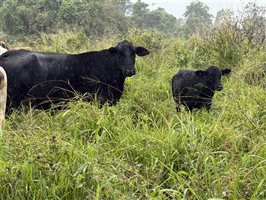 450  Brangus X Brahman Cows & Calves
