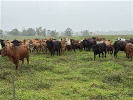 450  Brangus X Brahman Cows & Calves