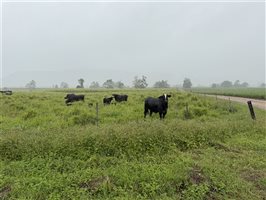 450  Brangus X Brahman Cows & Calves