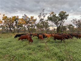 350 EU  Composite
 X Angus Cows