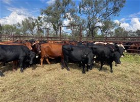 350 EU  Composite
 X Angus Cows