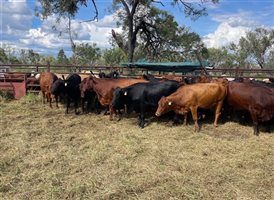 350 EU  Composite
 X Angus Cows