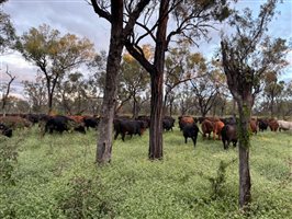 350 EU  Composite
 X Angus Cows