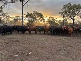 350 EU  Composite
 X Angus Cows