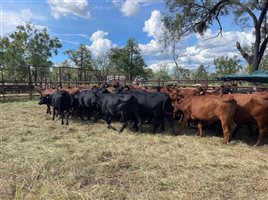 350 EU  Composite
 X Angus Cows