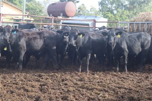166  Angus X Charolais Heifers