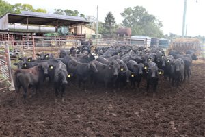 166  Angus X Charolais Heifers
