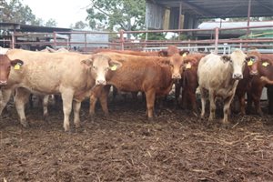 166  Angus X Charolais Heifers