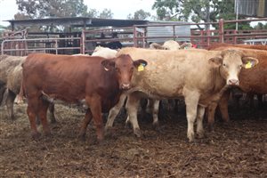 166  Angus X Charolais Heifers