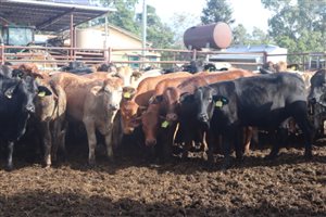 166  Angus X Charolais Heifers
