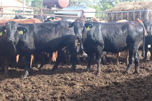 166  Angus X Charolais Heifers