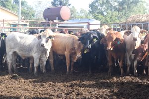 166  Angus X Charolais Heifers