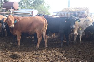 166  Angus X Charolais Heifers