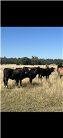 112 EU  Brahman X Brangus Cows & Calves