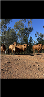 112 EU  Brahman X Brangus Cows & Calves