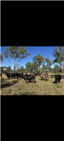 112 EU  Brahman X Brangus Cows & Calves