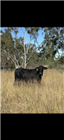 112 EU  Brahman X Brangus Cows & Calves