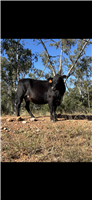 112 EU  Brahman X Brangus Cows & Calves