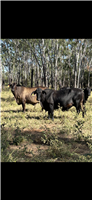 112 EU  Brahman X Brangus Cows & Calves