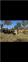 112 EU  Brahman X Brangus Cows & Calves