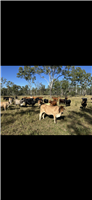112 EU  Brahman X Brangus Cows & Calves