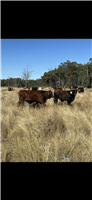 112 EU  Brahman X Brangus Cows & Calves