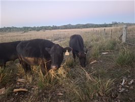10  Wagyu X Angus Cows & Calves