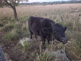 10  Wagyu X Angus Cows & Calves