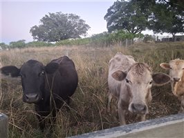 10  Wagyu X Angus Cows & Calves