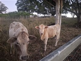 10  Wagyu X Angus Cows & Calves