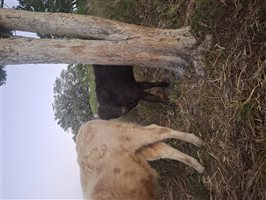 10  Wagyu X Angus Cows & Calves