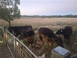 10  Wagyu X Angus Cows & Calves