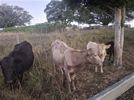 10  Wagyu X Angus Cows & Calves