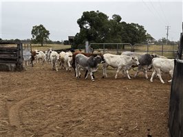 80  Charbray X Weaners
