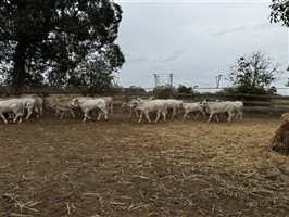 80  Charbray X Weaners