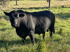 2  Ultrablack Bulls