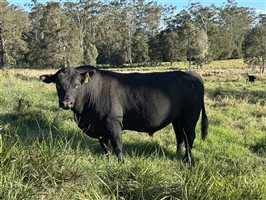 2  Ultrablack Bulls